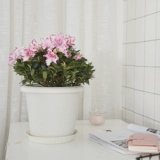 Новое специальное предложение имитация керамика сочный горшок с кастрюлем висят баскетбол зеленый слой стена висят цветочный горшок с висячи