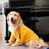 Одежда для собак Весна и осень тонкая золотая ретрада самомерская пограничная паста средняя большая собачья домашняя животная осень и зимняя одежда