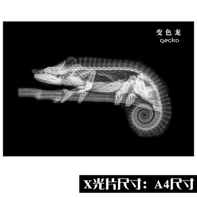 Kindergarten early education Montessori Reggio light and shadow X-ray film ring creation self-made educational toys science area corner area