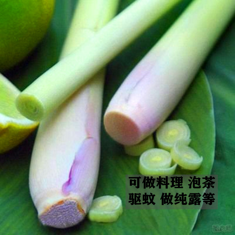 香茅草苗带根香茅苗盆栽泰国菜柠檬草盆栽香味浓郁驱蚊可食用泡茶 - 图2