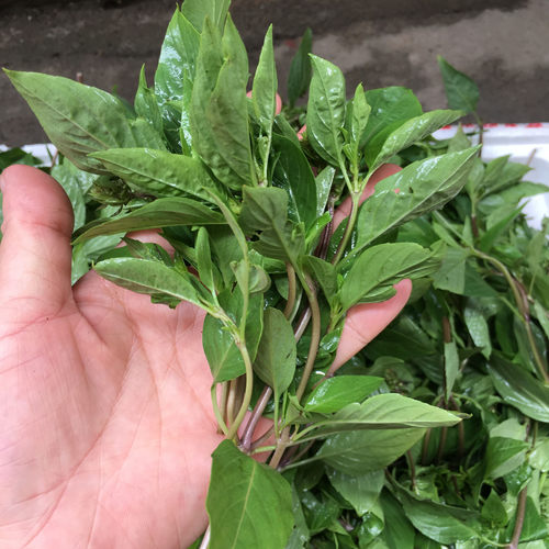 冬阴功汤料新鲜金不换新鲜罗勒叶九层塔basil 西餐香料 新鲜直发 - 图2