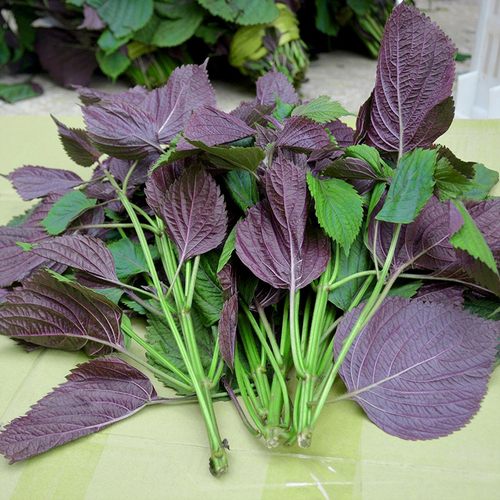 新鲜现摘紫苏叶带杆新鲜食用紫苏牛蛙鱼虾田螺蛳粉香料 增香去腥 - 图1