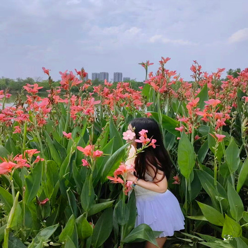 美人蕉种球四季易养室外庭院地栽植物花卉盆栽花苗多年生包活根茎 - 图2