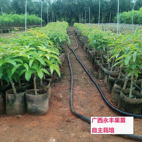 包邮品种巧克力状元红冰淇淋果苗白柿苗果树苗南方种植原盆土庭院 - 图1