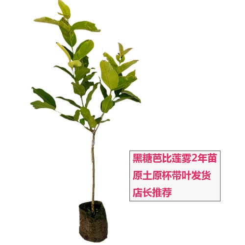 带土包邮果树苗莲雾苗黑糖芭比莲雾黑金刚大叶红盆栽结果庭院种植 - 图3
