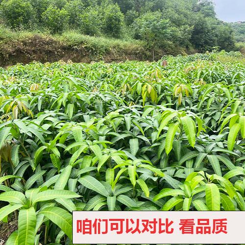 包邮果树苗芒果苗壮苗台农一号芒果苗金煌芒红贵妃芒果苗可盆栽 - 图2