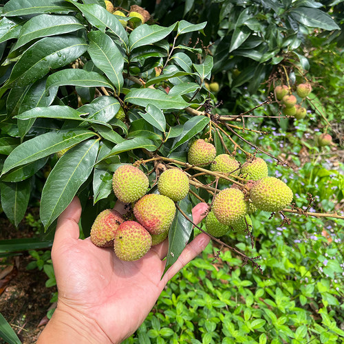 荔枝苗带营养土杯妃子笑桂味荔枝高压苗老桩苗盆栽庭院果园种植 - 图0
