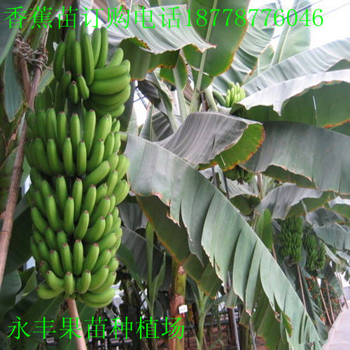 带土包邮果树苗威廉斯B6香蕉苗粉蕉苗 红香蕉 西贡蕉皇帝蕉苗果园 - 图2