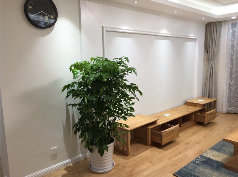 比较耐寒的大型绿植,耐寒的室内大型植物,耐寒的室内大型绿植(第3页)_大山谷图库
