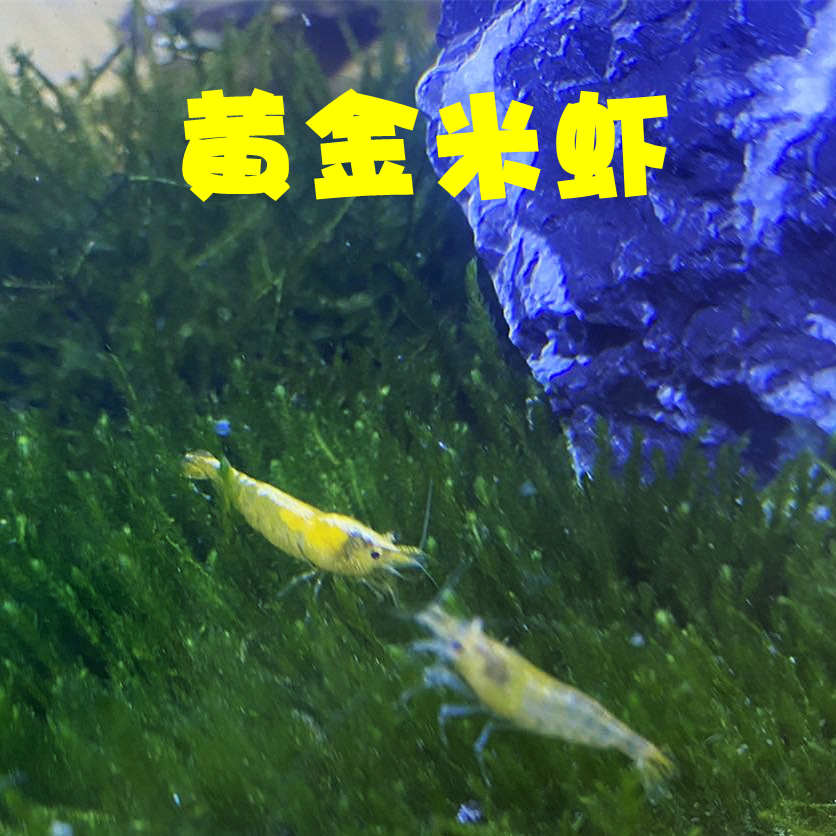 河虾长臂虾黑壳虾花腰虾草虾宠物活体鱼缸清洁观赏虾淡水冷水除藻 - 图1