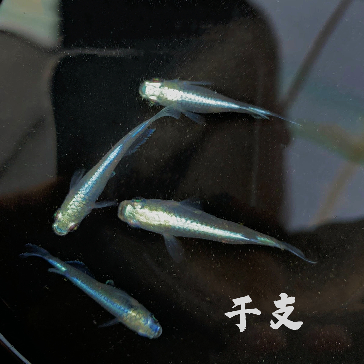 观背青鳉淡水冷水观赏鱼无需打氧过滤魔法鱼迷你锦鲤水族好养活体,淘宝优惠券,粉丝福利购,淘宝优惠卷