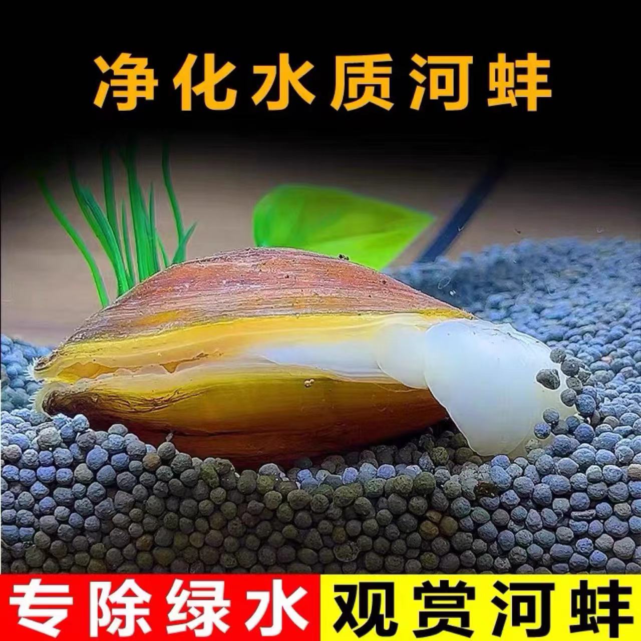 黄金小河蚌原生冷水观赏河蚌活体水族净化水质淡水螺鲜活贝壳净水 - 图0