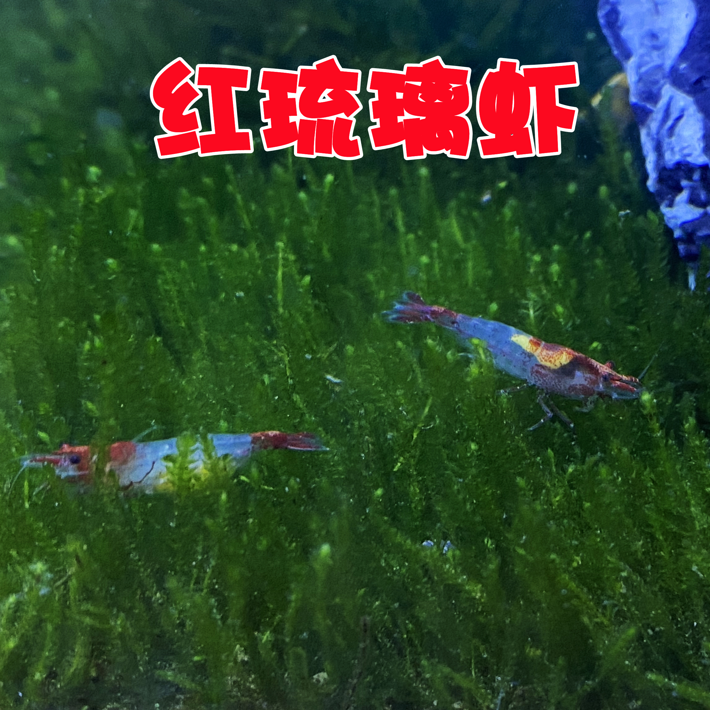 河虾长臂虾黑壳虾花腰虾草虾宠物活体鱼缸清洁观赏虾淡水冷水除藻 - 图0