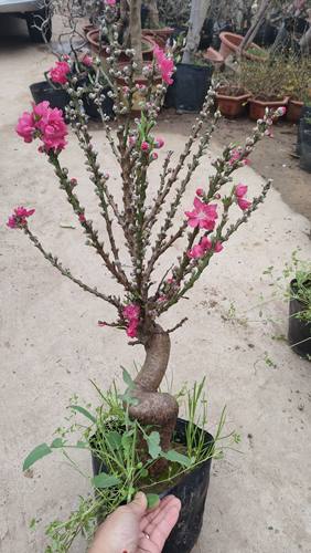 寿星桃老桩苗盆栽重瓣桃花苗室内阳台盆景地栽可观赏桃花耐寒好养 - 图1