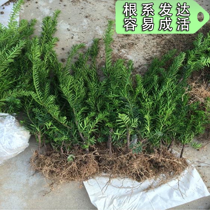 红豆杉树苗盆栽盆景正宗曼地亚别墅大型植物室内客厅绿植-图2