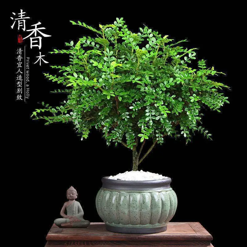 驱蚊驱虫清香胡椒木盆栽绿植植物室内四季常青净化空气盆景草花卉 - 图0