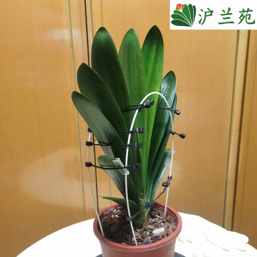 君子兰整形矫正线伸缩硬杆支撑不变形透明护边条保护不伤叶片挂钩 - 图2