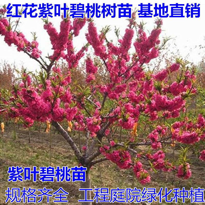 紫叶桃紫叶桃树苗庭院种植红叶碧桃苗红叶桃花工程绿化紫叶碧桃苗 - 图0