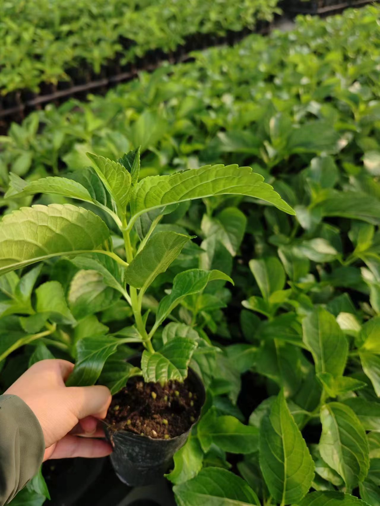 玖月小家  三河千鸟大花绣球  阳台庭院花园植物花卉盆栽包对版 - 图3