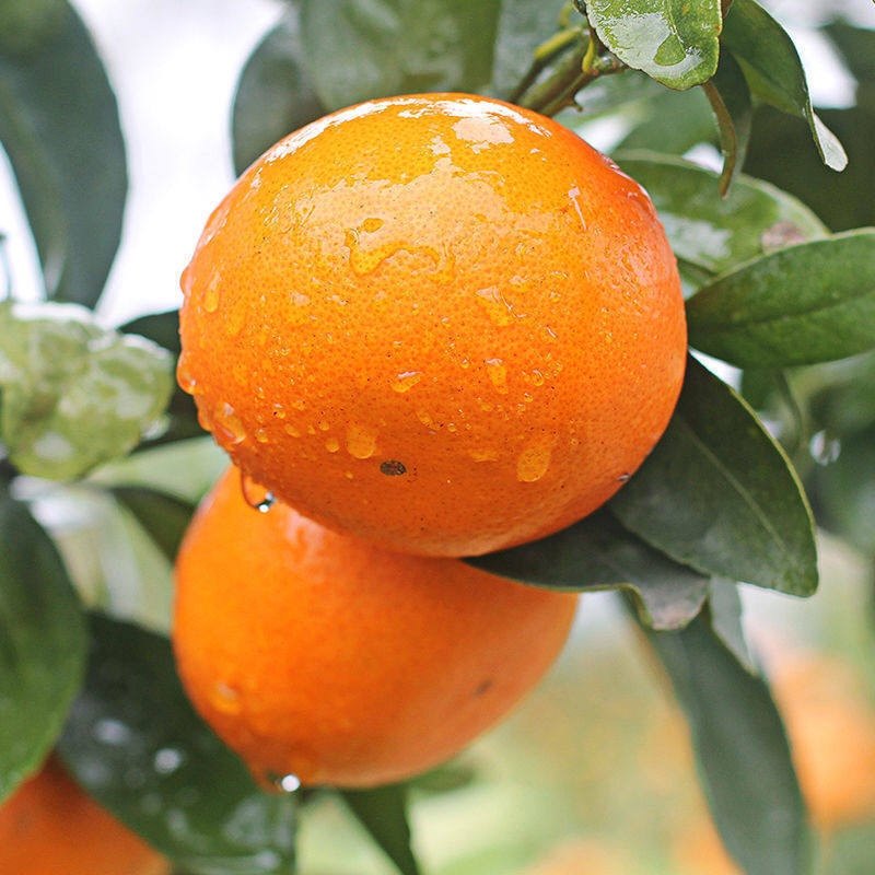 正宗广西武鸣沃柑10斤纯甜橘子新鲜水果当季整箱应季桔子橙子包邮,淘宝优惠券,粉丝福利购,淘宝优惠卷