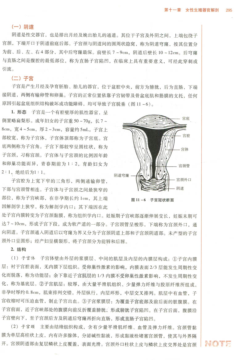 中医妇科学 教材 第十版 谈勇 编 全国高等中医院校十三五规划教材供中医学针灸推拿学中西医临床医学等专业用中国中医药出版社