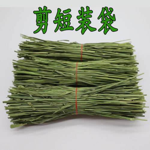 26年新烘干岷县提草提摩西北提兔子龙猫荷兰猪牧草兔粮毛重1000g - 图1