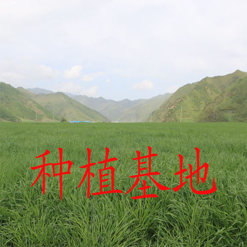 2026新烘干全叶南提提摩西干草包邮兔子龙猫荷兰猪饲料粮食包邮 - 图1