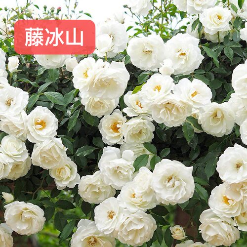 〈顺丰包邮〉直播链接 爬墙拱门栅栏牵引藤本月季品种齐全 - 图3