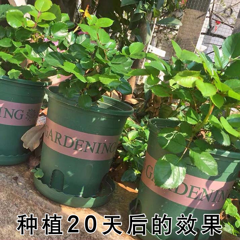 7年玫瑰花苗老桩空气清香四季开大花盆栽好养植物阳台庭院月季花 - 图1