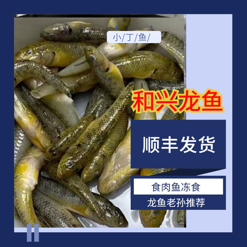 和兴速冻丁鱼泥鳅段虾段罗汉地图肉食性鱼类冻食6斤每周246发货 - 图1