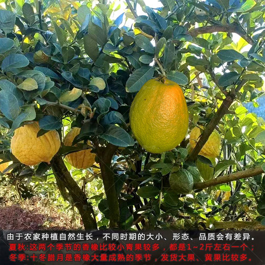 Юньнань Сянъюань, свежие цитрусовые фрукты, выращенные на ферме, свежесобранные отборные фрукты Сянъюань, крупные фрукты, бергамот, собственный сад.