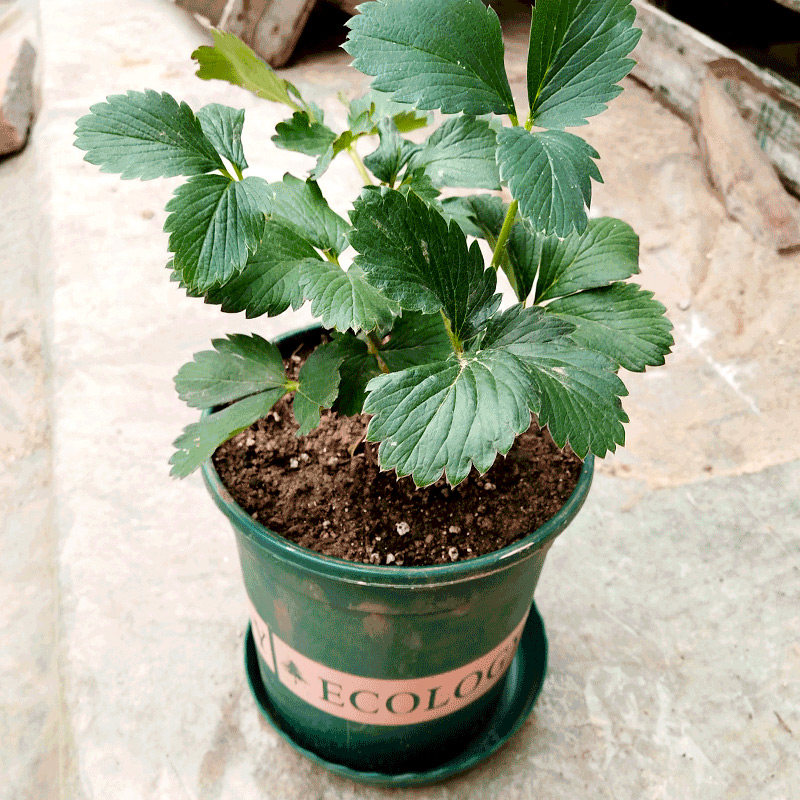 草莓盆栽带花带果大盆四季结果原盆原土阳台种植奶油草莓苗特大号,淘宝优惠券,粉丝福利购,淘宝优惠卷
