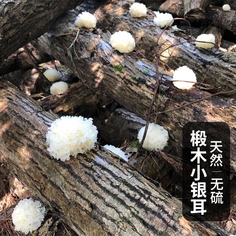 椴木小银耳干货雪糯耳古田仿野生白木无硫磺