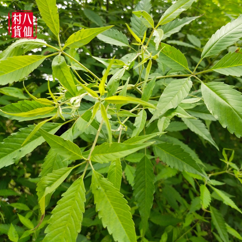 现采新鲜牡荆 五指风五指柑枝叶土常山全草黄荆枝叶 五指枫纯根 - 图3