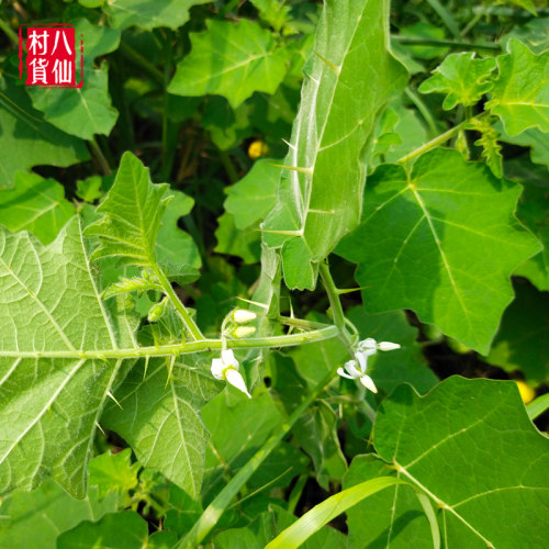 现摘黄果茄 刺天茄 新鲜牛茄子 牙疼果野茄果天泡果大颠茄 刺天茄 - 图0