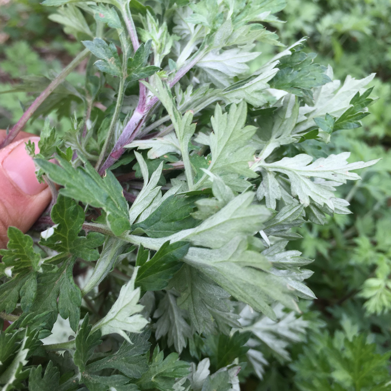 新鲜艾草艾草叶中草药艾叶草根苗艾粄艾米果青团糍粑菜-图0