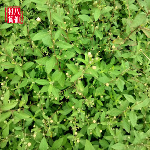 新鲜黄花母 现采梅肉草 白背黄花稔黄花地桃花地膏药小号黄花仔 - 图1