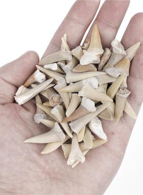 大量现货 小号鲨鱼牙齿化石 天然海洋生物科普教学标本diy材料