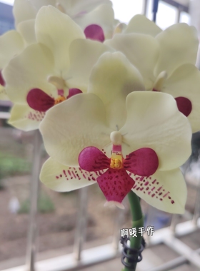 仿真花假花蝴蝶兰盆栽室内客厅装饰品摆件仿真花艺摆设粘土仿真花