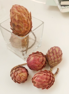 火凤凰进口植物永生花头