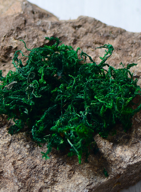 苔藓天然绿色景观盆栽鱼缸鸟窝