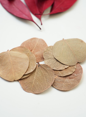 【干燥树叶】菩提叶天然真树叶圆形柏梨叶橱窗布置装饰标本拍摄