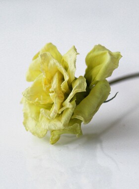 洋桔梗花头手工DIY材料植物标本