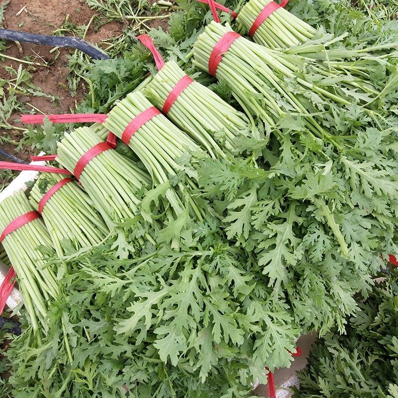 小叶茼蒿种子种籽皇帝菜光杆菜种菊花四季籽种冬季青菜蔬菜孑菜籽,淘宝优惠券,粉丝福利购,淘宝优惠卷