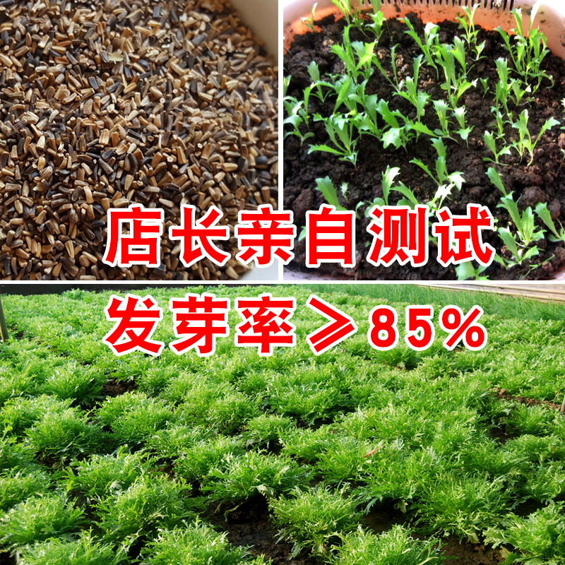 黄心花叶苦苣种子苦菊牛奶菜 盆栽蔬菜沙拉 春季秋季冬季四季播 - 图0