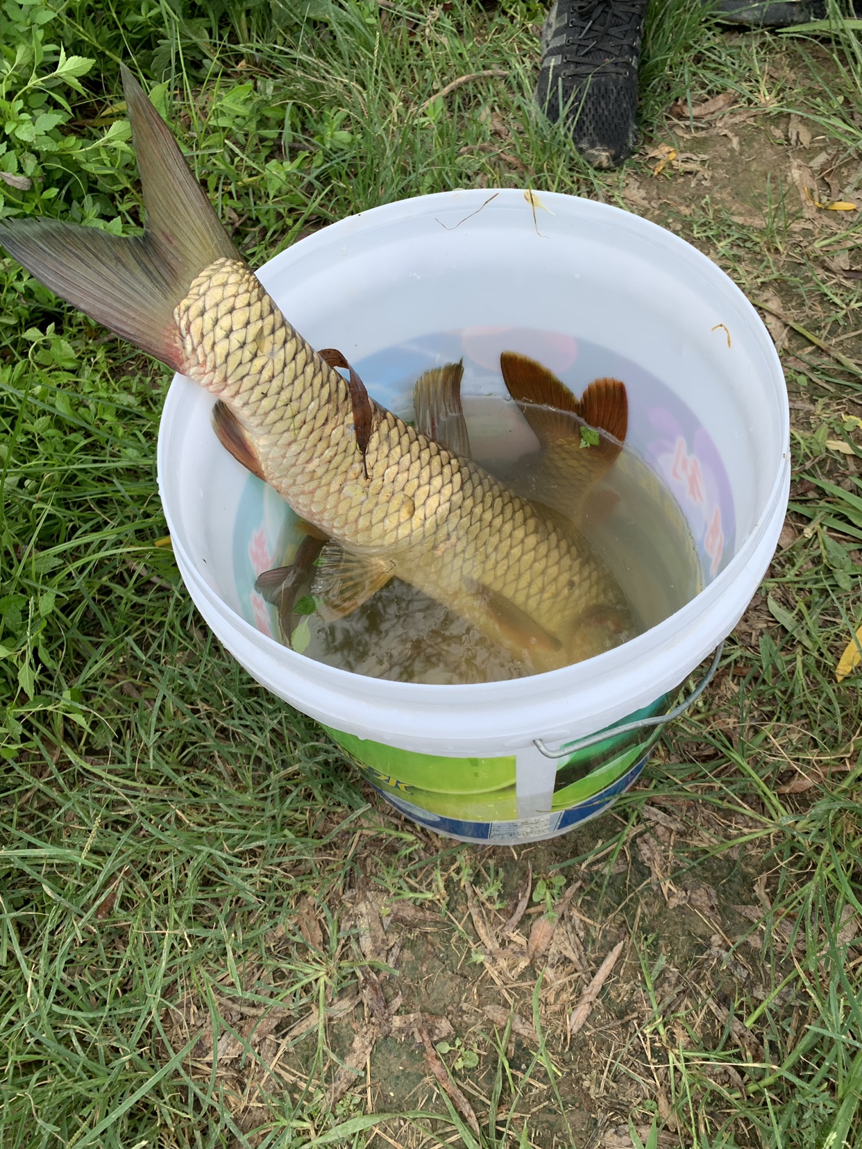 包邮钓鱼小药圆梦大麦红薯膏鲤鱼鱼饵添加剂野钓黑坑配方果酸 - 图2