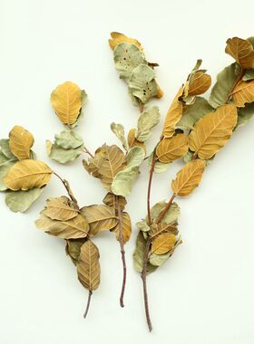 木叶天然黄色摆设拍摄道具干树枝