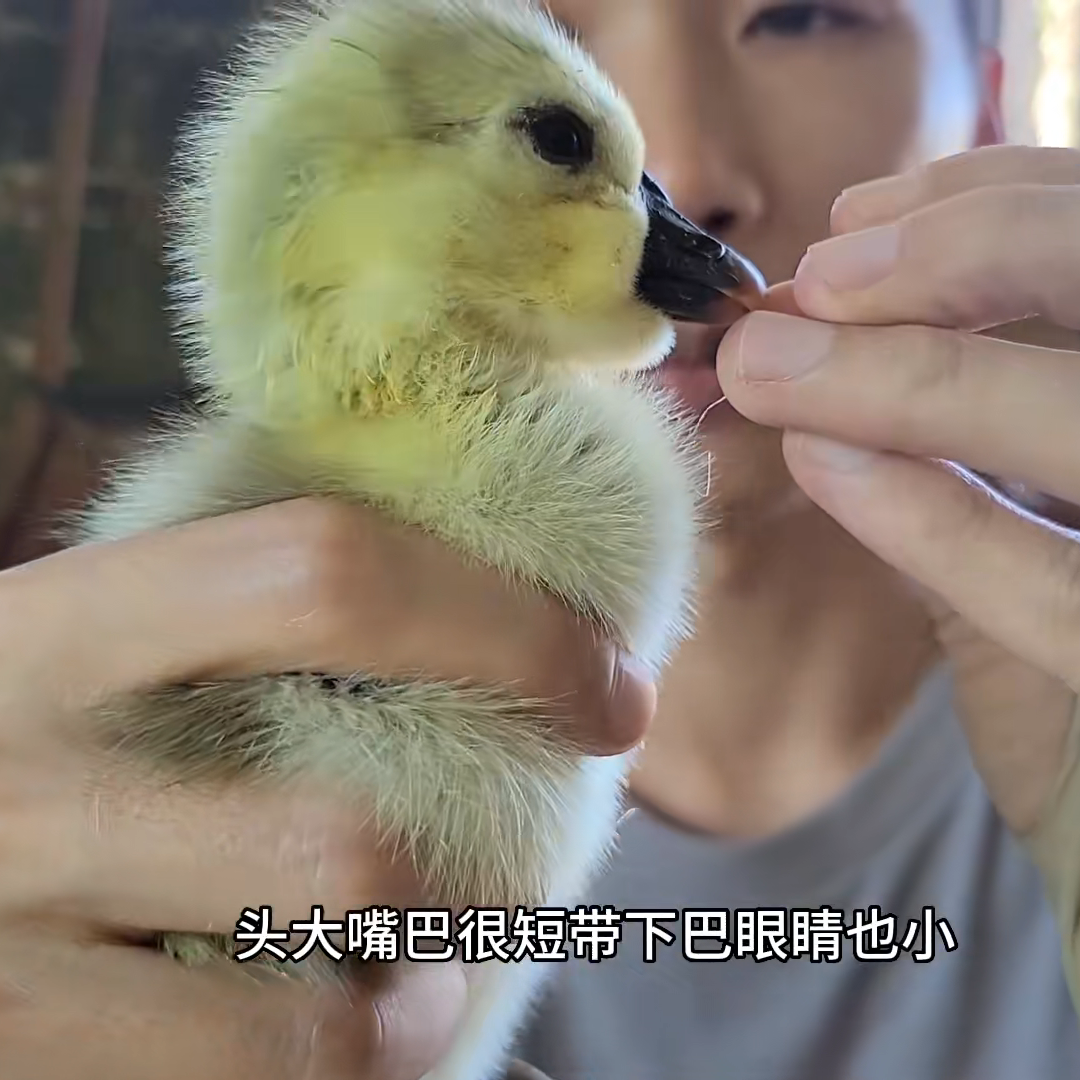 阿然狮头鹅农家特大种一代家养健康汕头澄海鹅肉高产大型狮子头鹅,淘宝优惠券,粉丝福利购,淘宝优惠卷