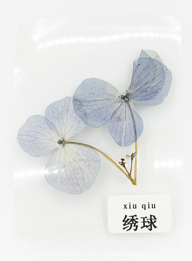 塑封真树叶花朵标本天然花叶学生礼物成品手工装饰植物书签集卡册