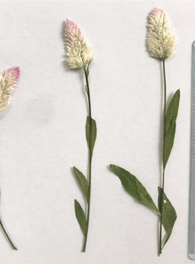 鸡冠花学生diy幼儿园植物标本